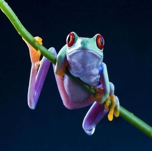 Meet your Posher, Beatrice